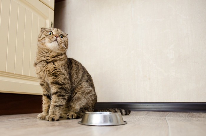 食事を待つ猫