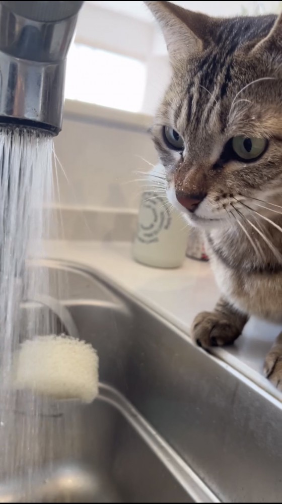 水道を見つめる猫