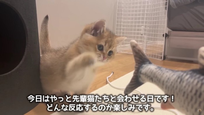 魚のおもちゃで遊ぶ子猫