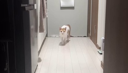 カメラを見る猫
