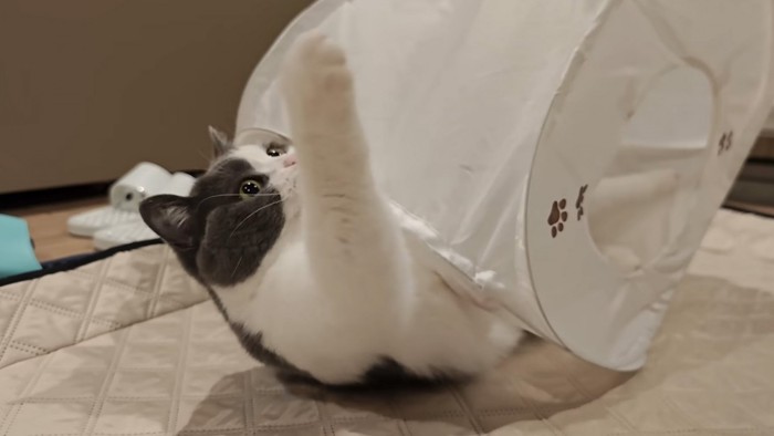 手を伸ばす猫
