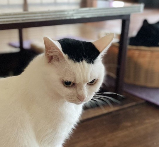 眉間に皺が寄っている白黒猫