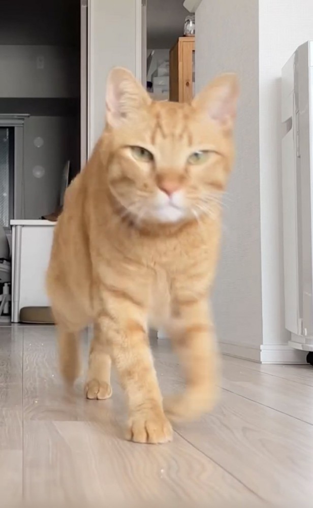 飼い主さんのほうに走ってくる茶トラ猫