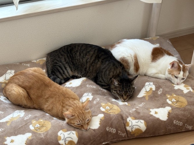 同じ体勢で寝ている3匹の猫