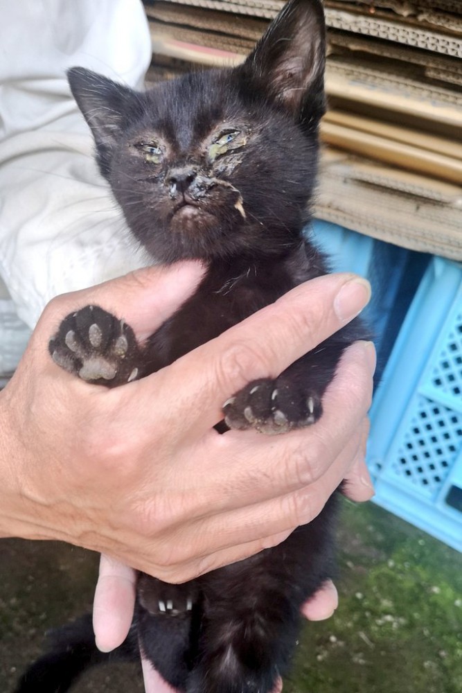 猫風邪をひいた子猫
