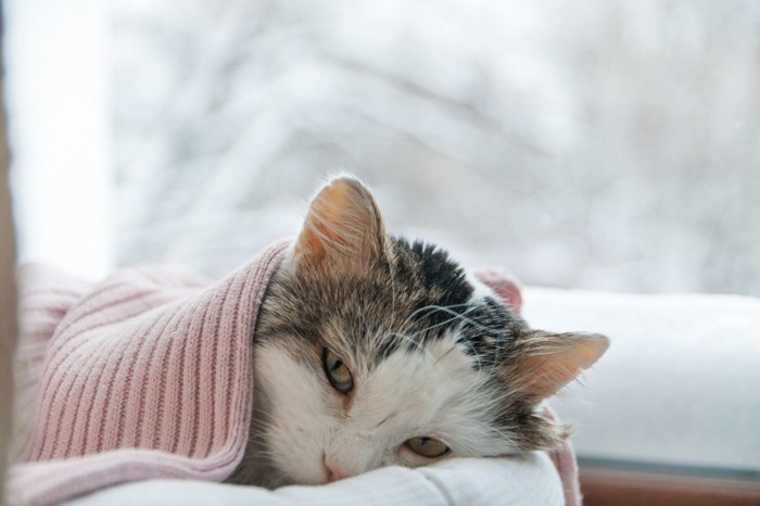 元気の無い寝る猫