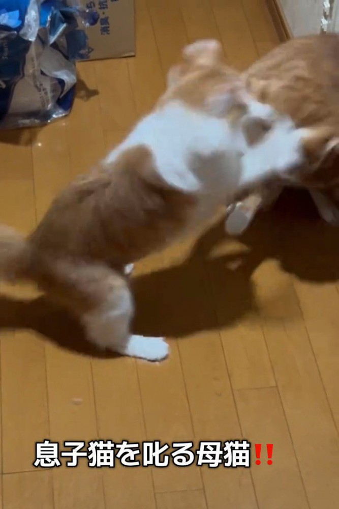 けんかする猫