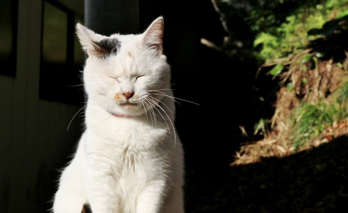 目を閉じて座る猫