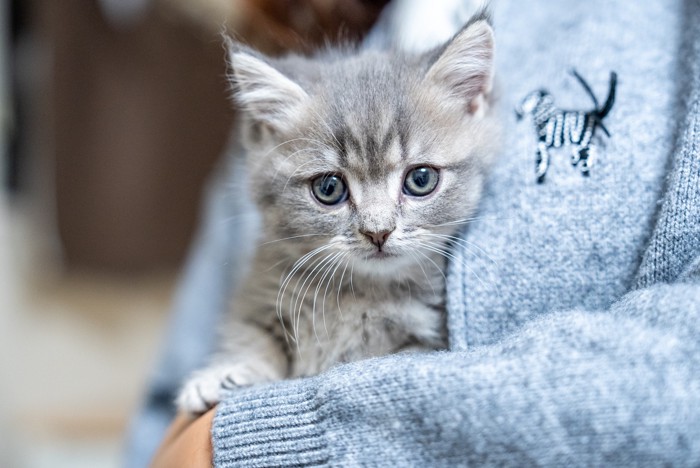 人に抱っこされているミヌエットの子猫