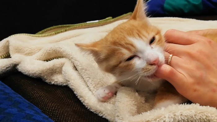 目を細める子猫クラくん