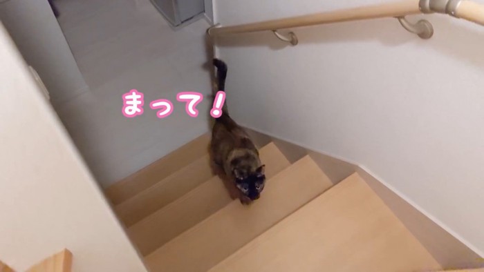 ママのあとを追う猫