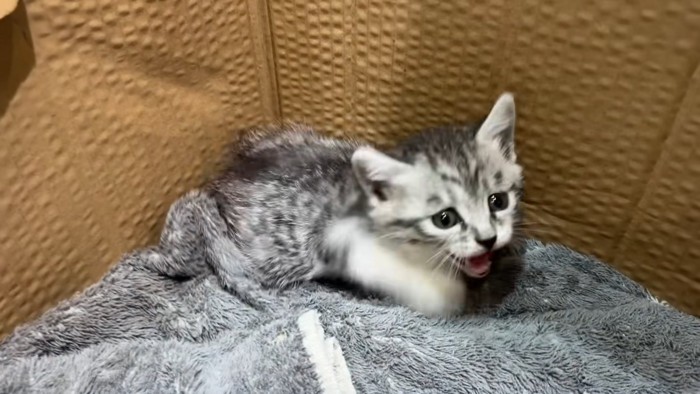 口を開ける子猫