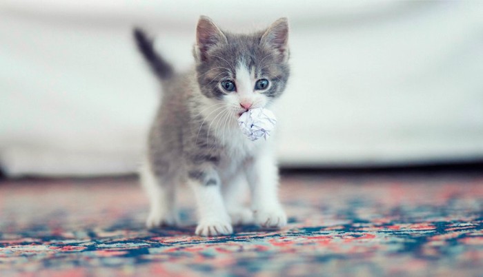 紙のボールを咥えるマンチカンの子猫