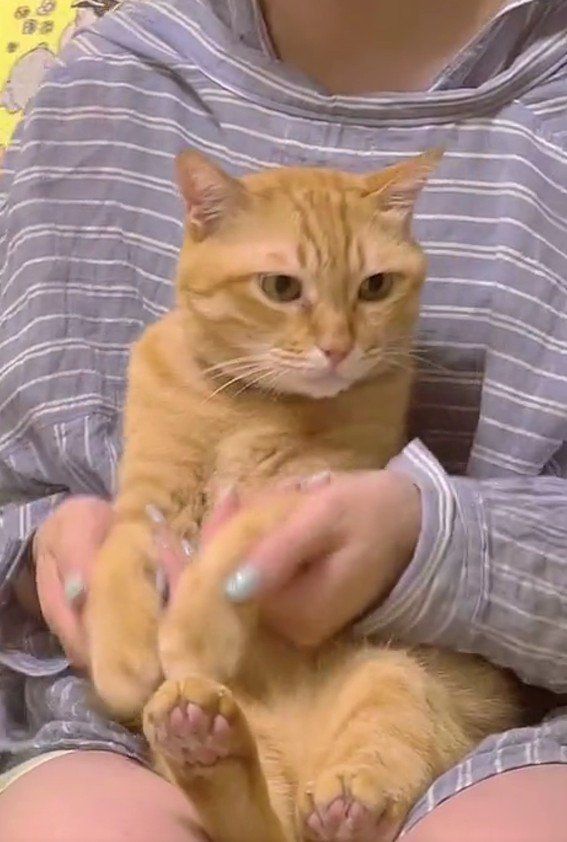 膝にのせられた猫