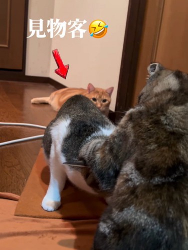 後ろで見ている猫