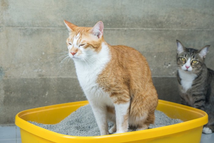 排泄中の猫