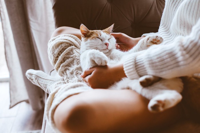 飼い主の膝の上でくつろぐ猫