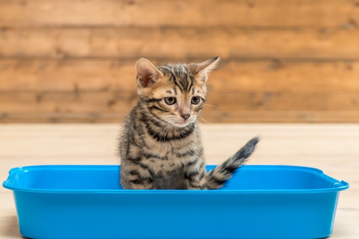 トイレに座る猫