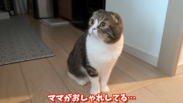 座って目を丸くしている猫