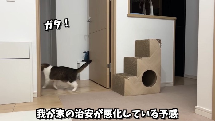 部屋に入ろうとする猫