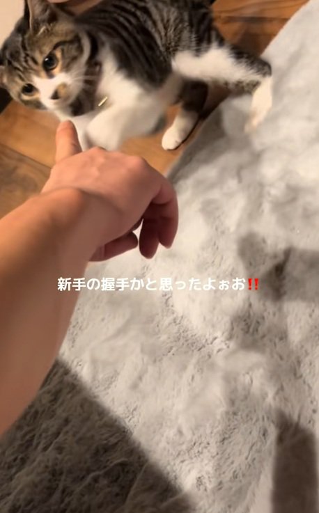 飼い主に猫パンチする猫
