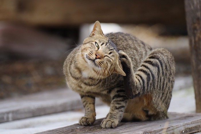 かゆがる猫