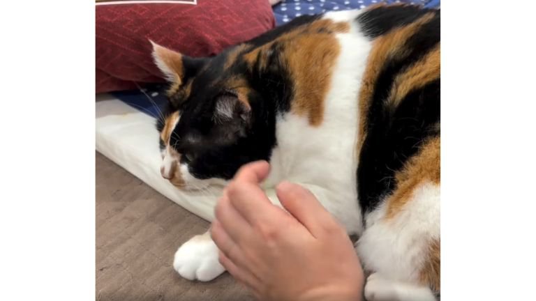 寝ている猫