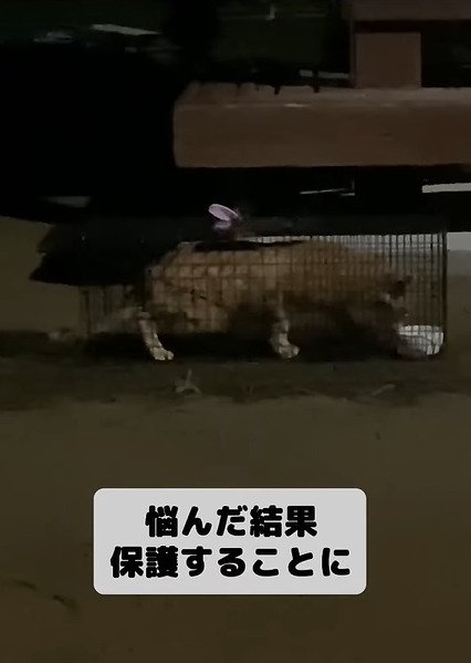 捕獲機に入った猫