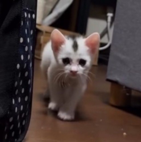 ゆっくりと飼い主に近づいてくる子猫