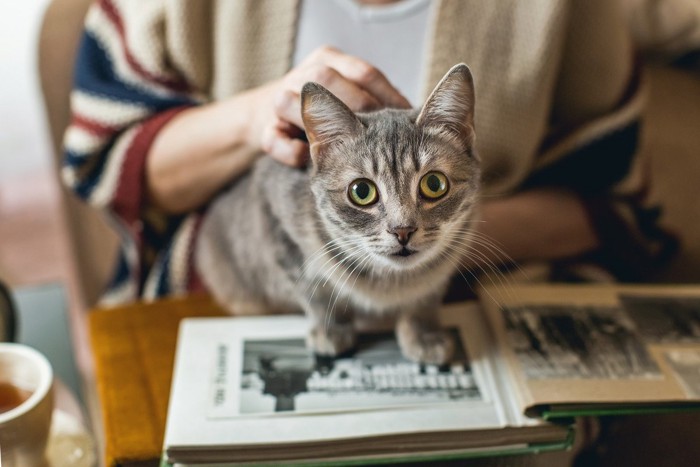 アルバムに乗っている猫