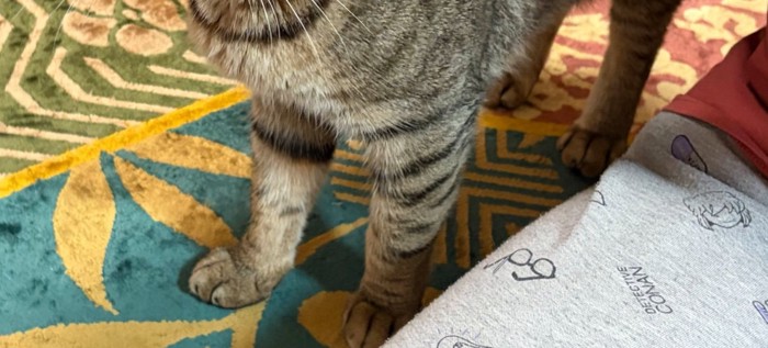 猫の足元