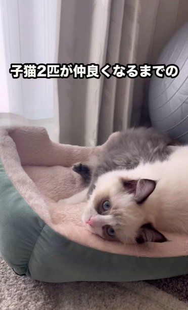 2匹の子猫