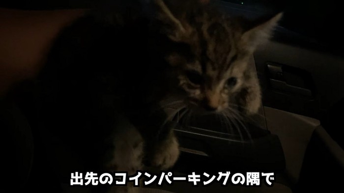 怯えた様子の子猫