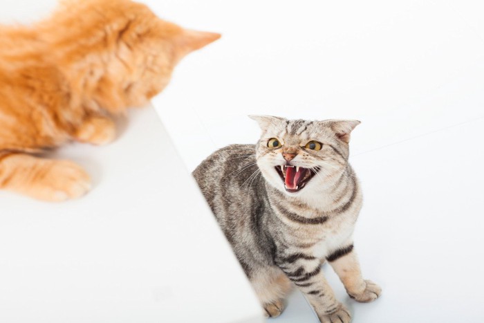 上にいる猫に威嚇する猫