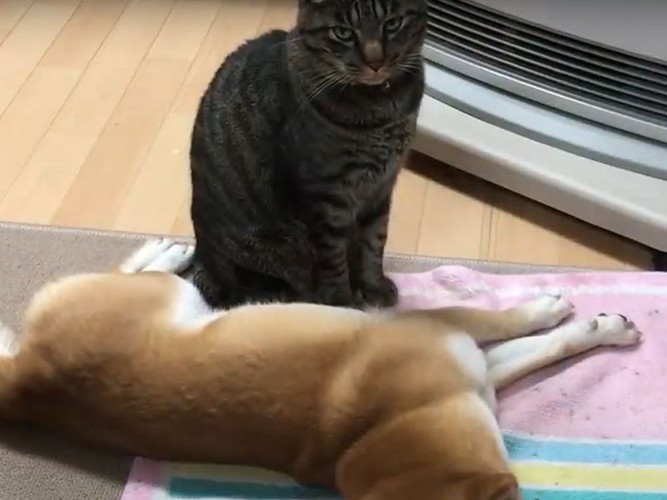 犬とストーブの間に入る猫