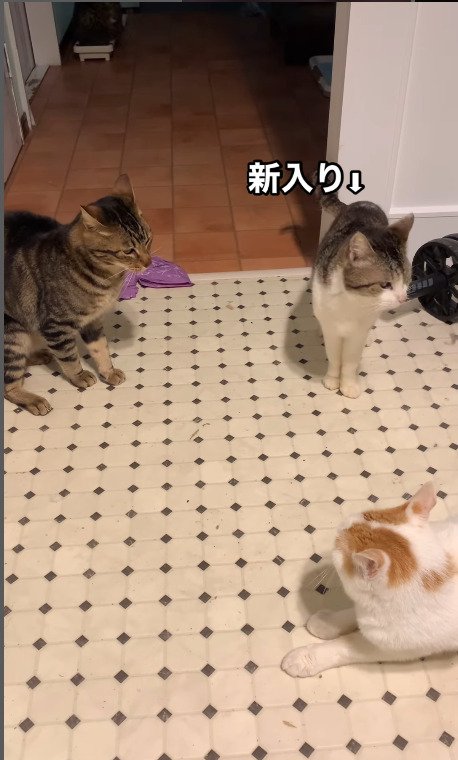 喧嘩の様子を眺める猫