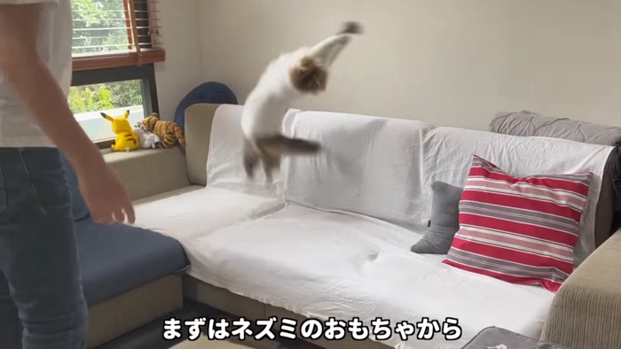 ジャンプする猫