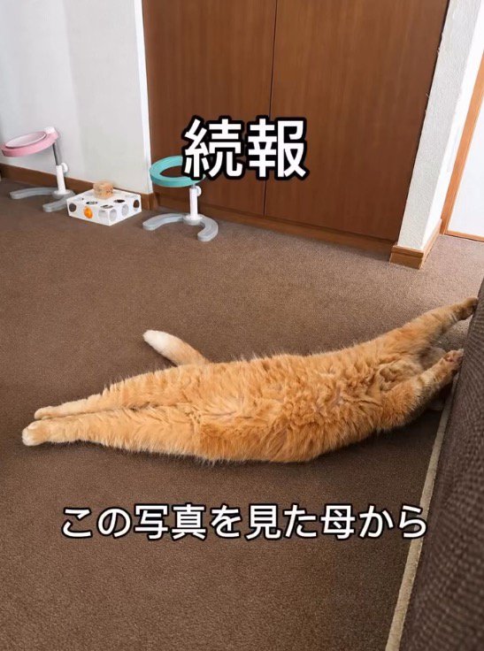 床の上でくつろぐ猫