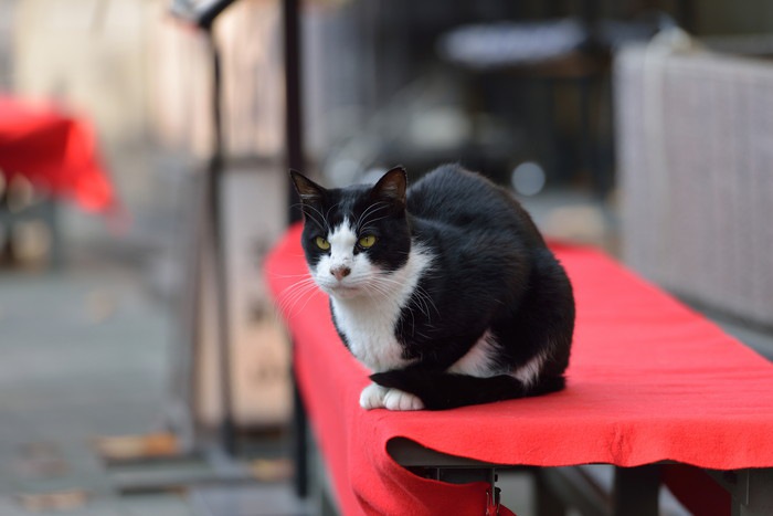 お茶屋にいる猫