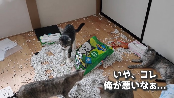 猫砂の上を歩く猫たち