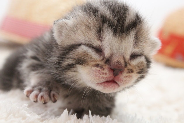 目が開く前の子猫