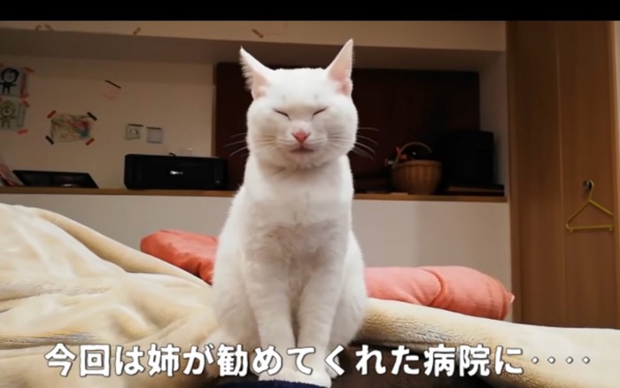 細める猫