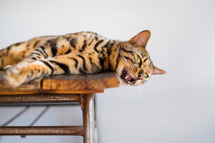 こちらを見ながら鳴く猫