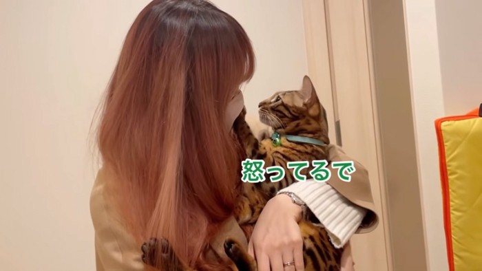 抱っこされる緑色の首輪の猫