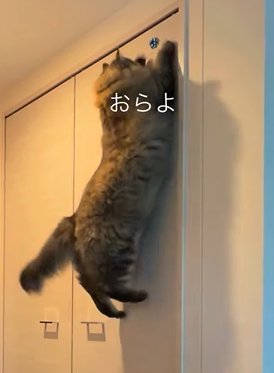 壁に飛びつく猫（おらよ）