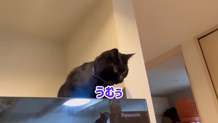 冷蔵庫の上で座る猫