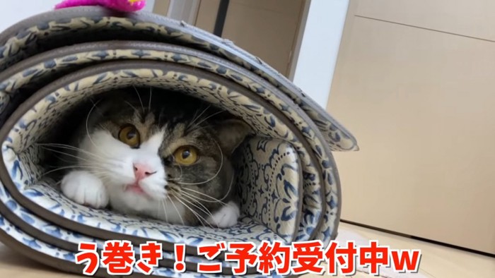 マットの中に入る猫