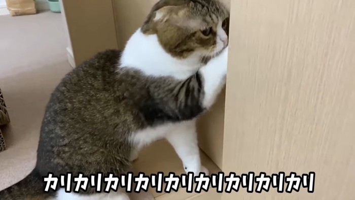 戸をかく猫