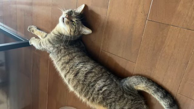 床の上で伸びている猫