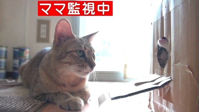 段ボールそばの猫